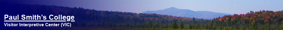 Saint Regis Mountain from the Barnum Brook Trail at the Paul Smith's College VIC (October 2005)